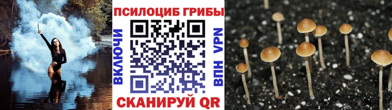 закладка  Новомичуринск  Галлюциногенные грибы Cubensis 